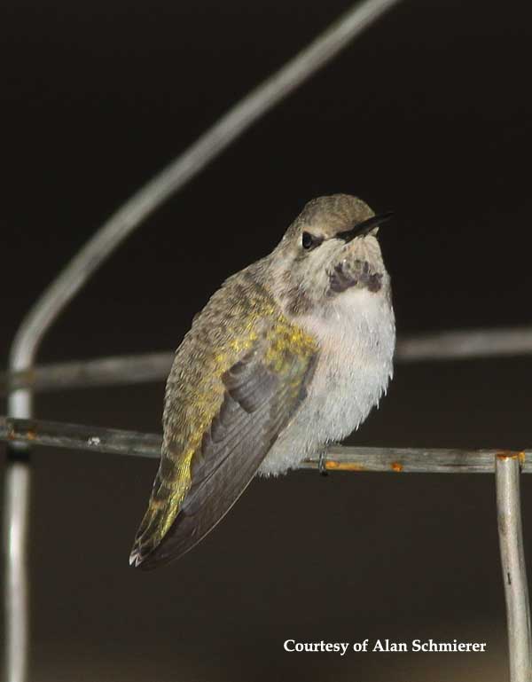 Costa's Hummingbird Female