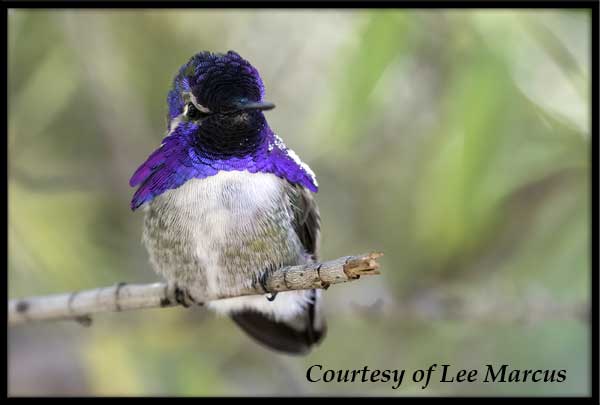 Male Costa's Hummingbird