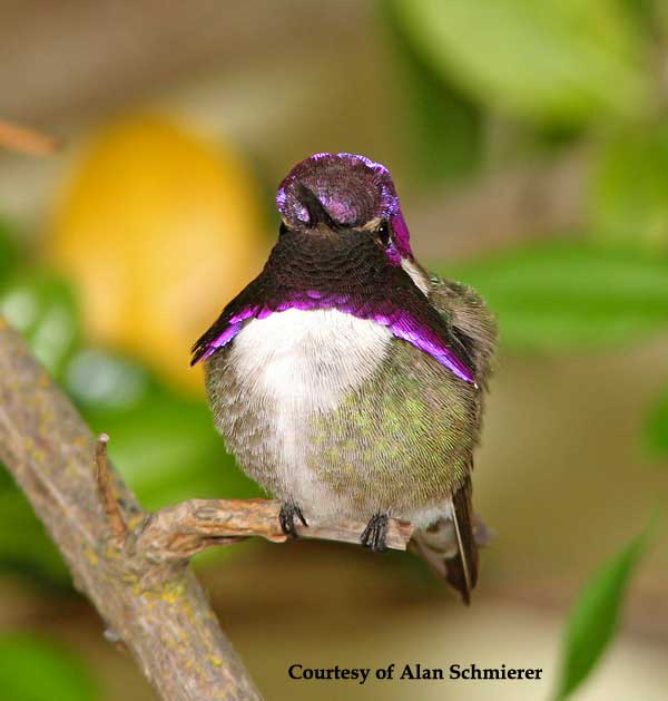 Costa's Hummingbird Male