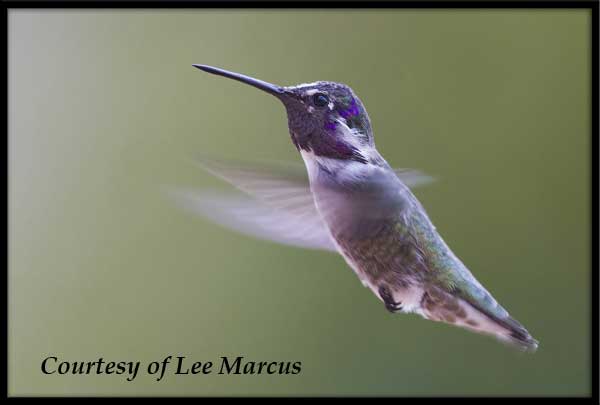 Male Costa's Hummingbird in Flight
