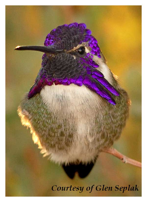 Male Costa's Hummingbird