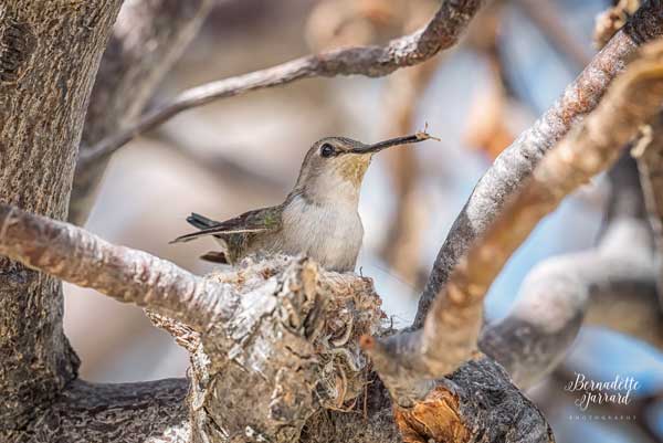 Female Costa's Hummingbird in Nest