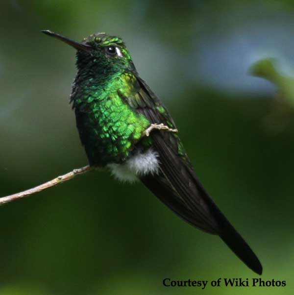 Cuban Emerald Hummingbird Male