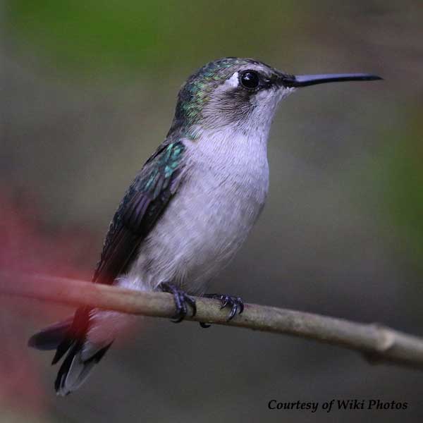 Cuban Emerald Hummingbird Female