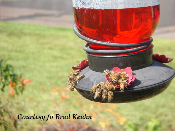 Hummingbird feeder infested with Honeybees
