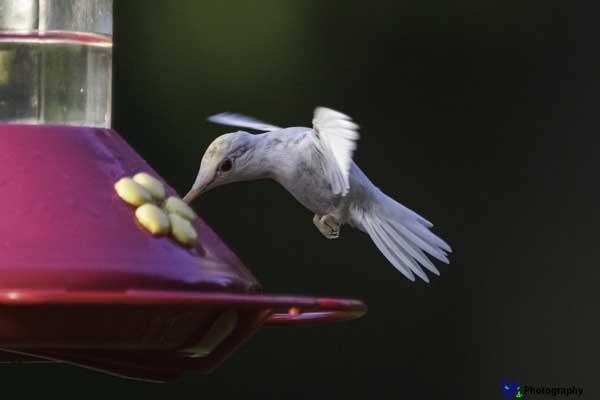 Albino Ruby-throated Hummingbird at feeder