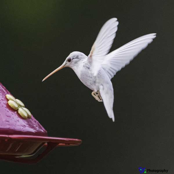 Albino Ruby-throated Hummingbird