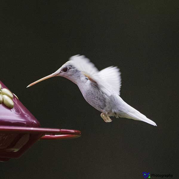 Albino Ruby-throated Hummingbird approaching feeder