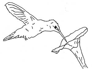 Ruby-throated Hummingbird at Flower Coloring Page