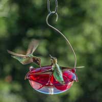 Droll Yankees Clear Dish Hanging Hummingbird Feeder