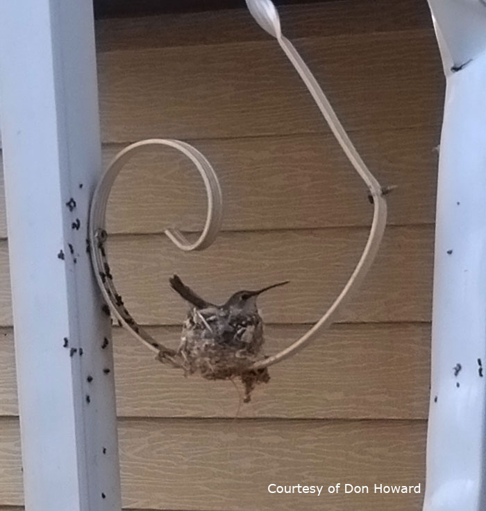 Hummingbird sitting on eggs in a nest.