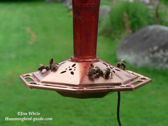 Bees on our Feeder with a 5 to 1 Nectar Ratio