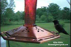 Streaming Live Bird Cam of Hummingbird Feeder