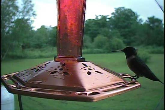 A Male Ruby-throated hummingbird photo by the Hawk Eye HD SpyCam