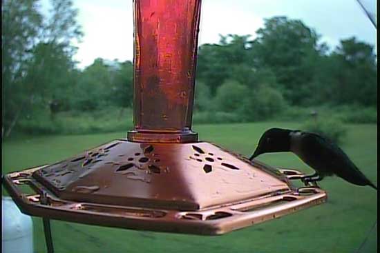 Another Male Ruby-throated hummingbird photo by the Hawk Eye HD SpyCam