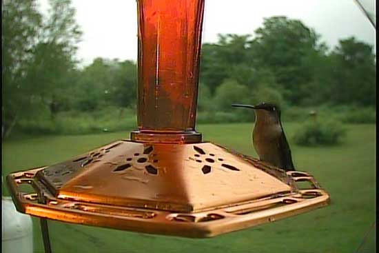 A Female Ruby-throated hummingbird photo by the Hawk Eye HD SpyCam