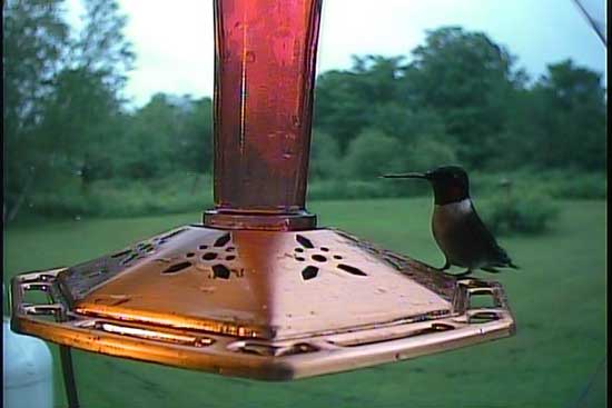 A Male Ruby-throated hummingbird photo by the Hawk Eye HD SpyCam Posing