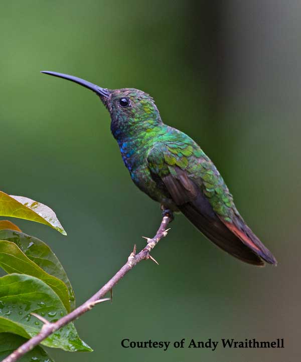 Green-breasted Mango