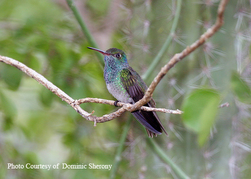 Honduran Emerald Hummingbird