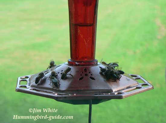 Honeybees on a Hummingbird Feeder