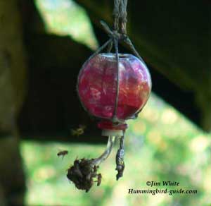 Honey Bees on our Homemade Feeder