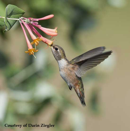 Hummingbird at Honeysuckle Vine