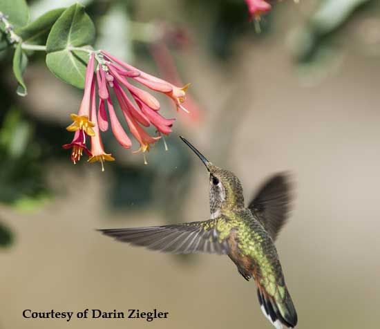 Hummingbird at Honeysuckle