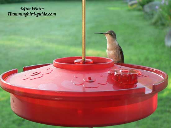 Hummingbird Haven Tray feeder with female Ruby-throat.