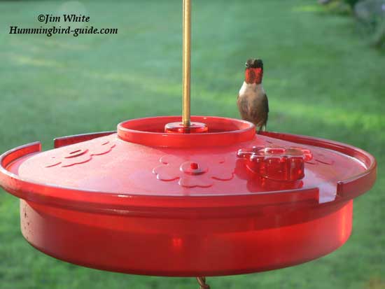 Hummingbird Haven Tray feeder with male Ruby-throat.