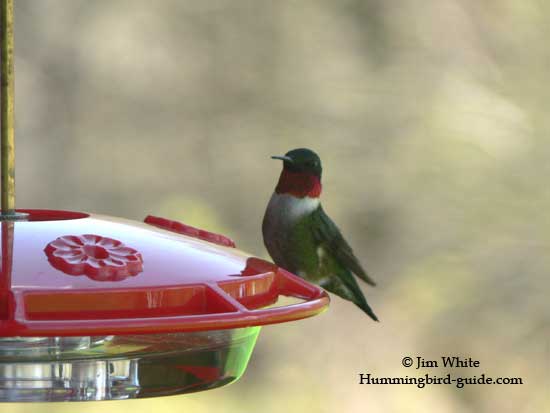 A Ruby-throat hummingbird at our HummZinger Ultra feeder