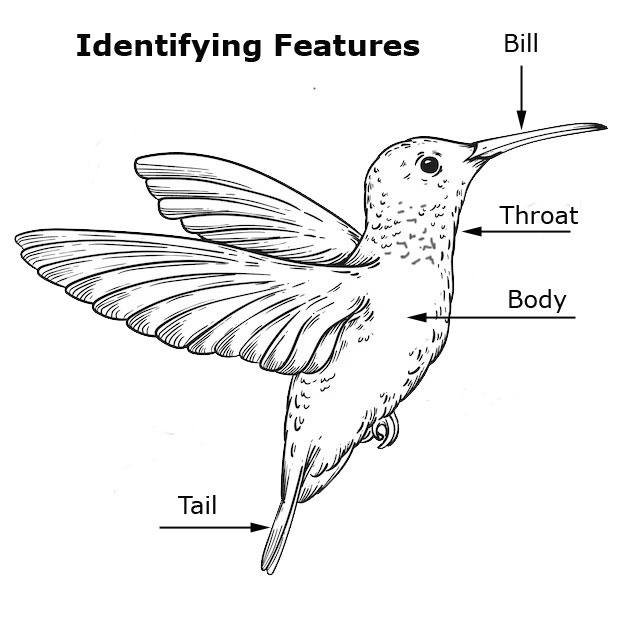 Hummingbird Diagram of Indentifying Features