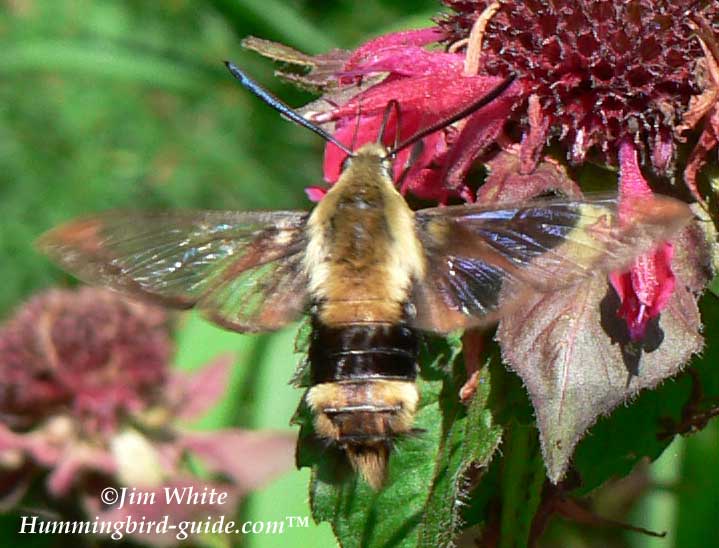 Hummingbird Moth Close Up