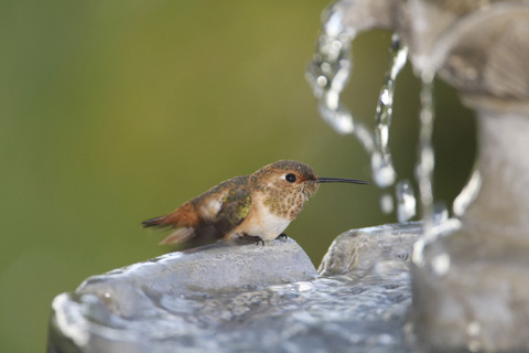 Hummingbird food from water