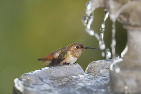 Hummingbird Food