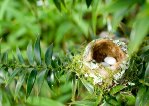 Hummingbird Eggs in Nest