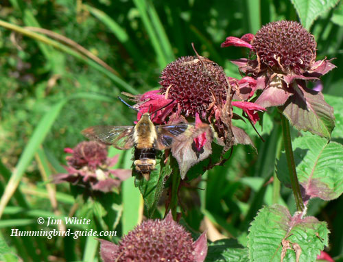 Hummingbird Moth by Jim White