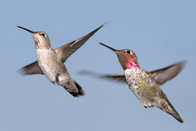 Male and Female Flying Hummingbirds