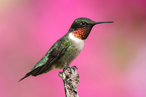 Male Ruby-throat Hummingbird Perching