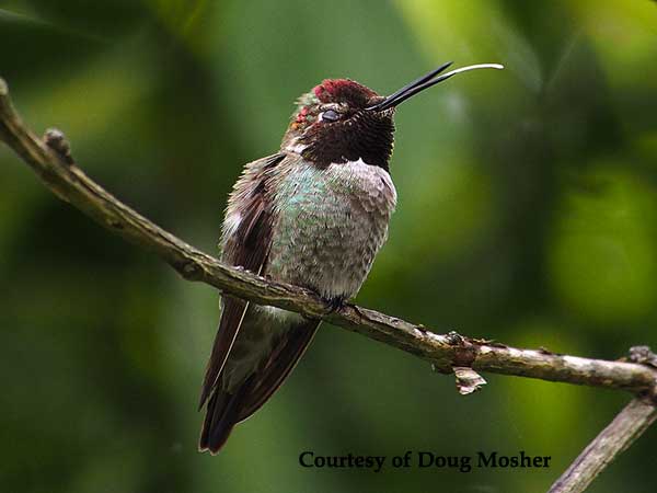 Hummingbird Tongue