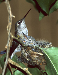 Hummingbird with babies in nest