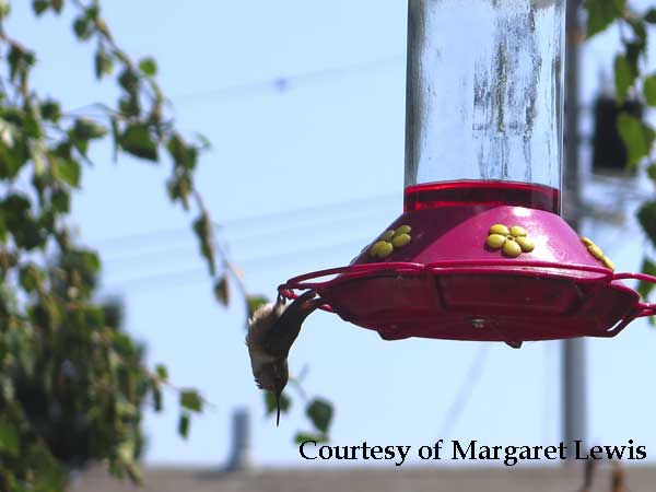 Hummingbird Sleep Hummingbird Torpor Surviving The Cold Nights