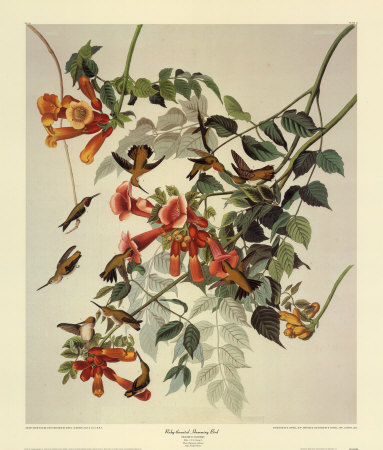 Ruby-throated painting by James Audubon