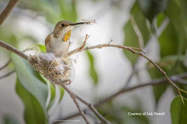 Female Allen's Hummingbird Buiding Her Nest.