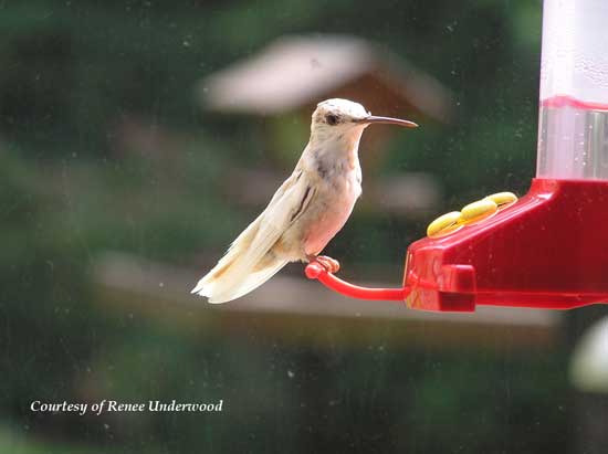 Leucistic Hummingbird at a Feeder