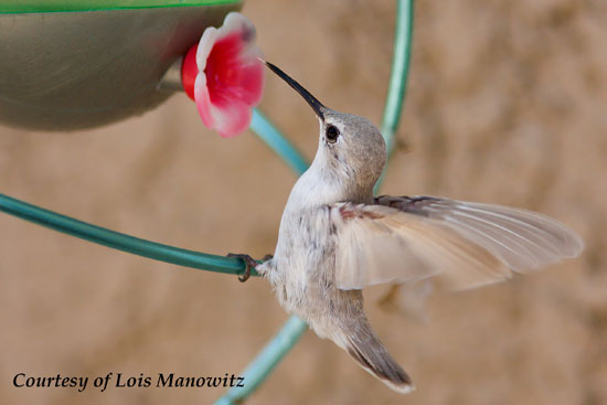 Leucistic Hummingbird