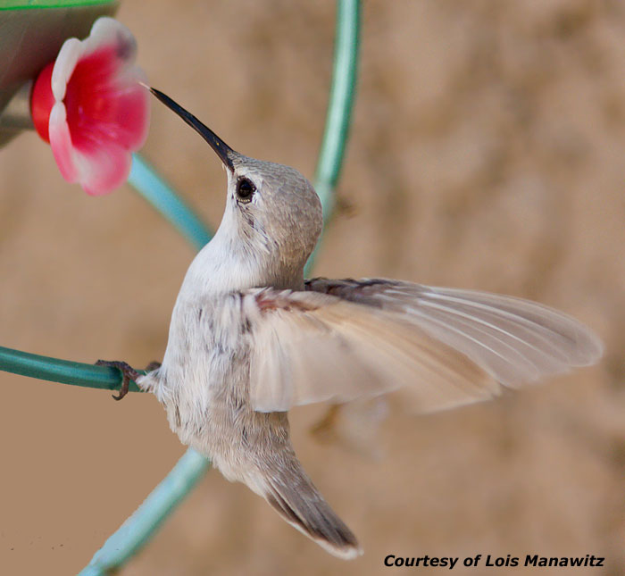 Leucistic Hummingbird Image