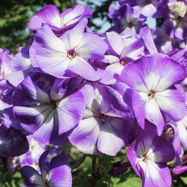 Lilac Phlox Flower Lilac Phlox Flower