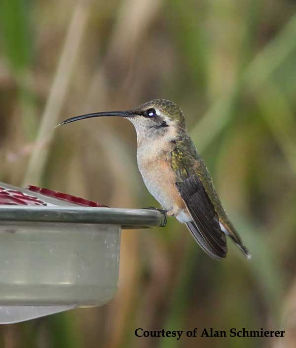 Lucifer Hummingbird Female