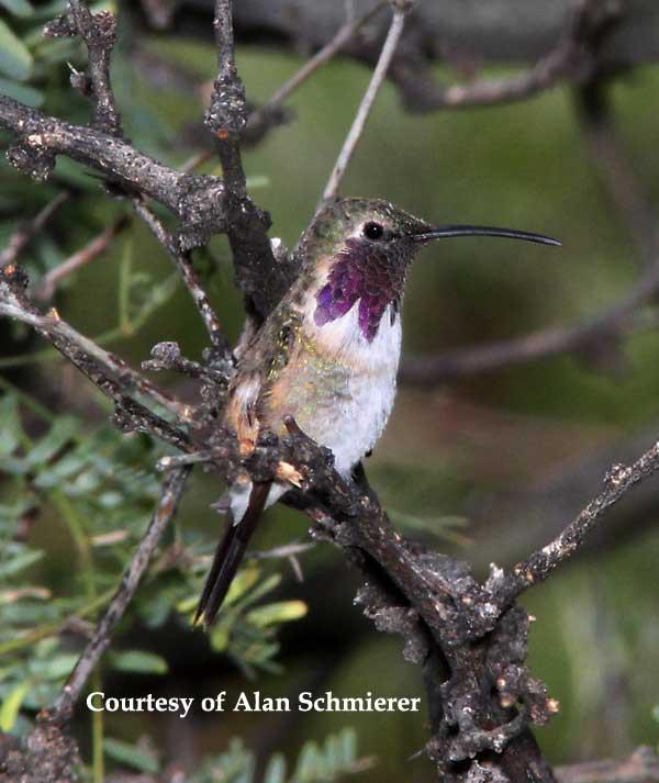 Lucifer Hummingbird Male