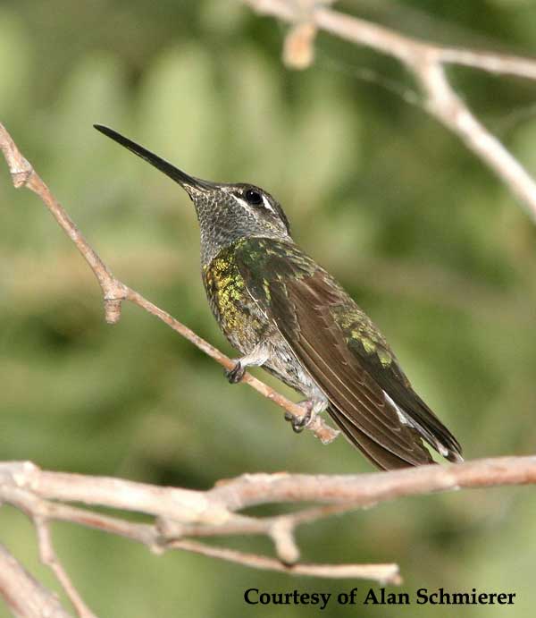 Magnificent Hummingbird Female